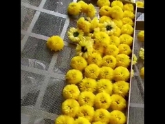 2300*1200*2000mm 2 Raf Sıcak Hava Fırın Kurutucu Meyve Çay Yaprakları Kurutma Makinesi